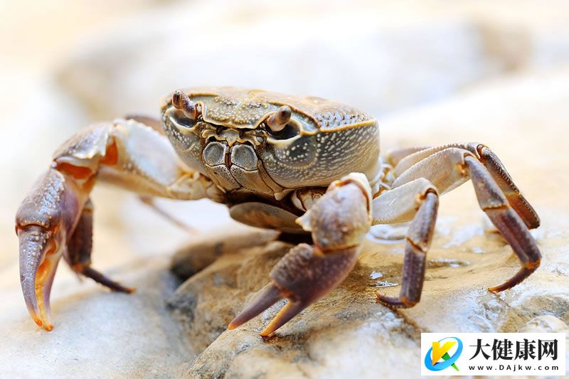 生食或半生食螃蟹，极有可能引发肺吸虫病