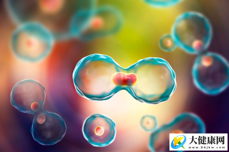 “细胞密信”与“免疫特工”解锁再生密码