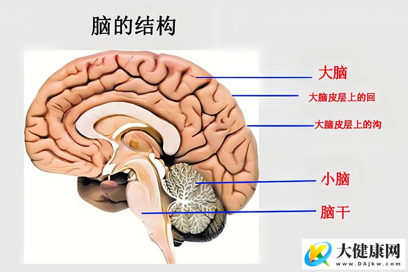 首个中国人群全生命周期脑图表什么样？