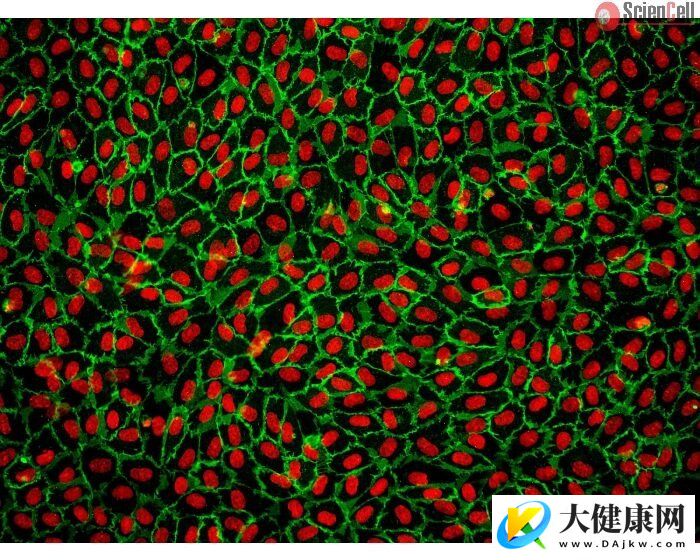 最全面哺乳动物衰老细胞图谱绘成